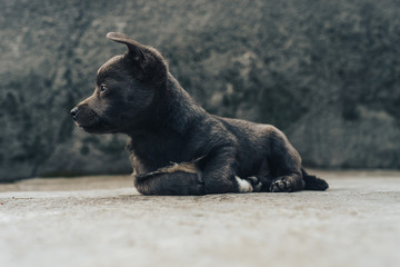 Little gray puppies. Home Dog. Beautiful Background.
