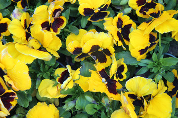 close up of pansy flower growing in the garden