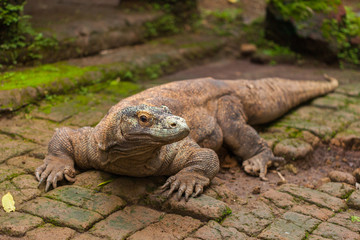 Komodo Dragon