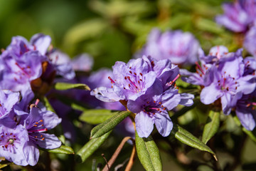 Rhododendron Flowers in Bloom in Springtime