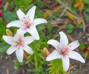 frangipani flowers on a background