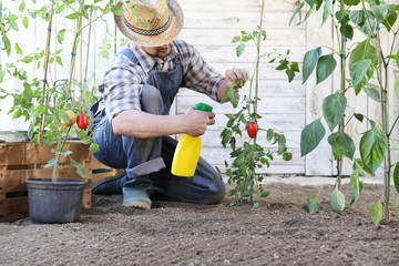 man in vegetable garden sprays pesticide on leaf of tomato plants, care of plants for growth concept - obrazy, fototapety, plakaty