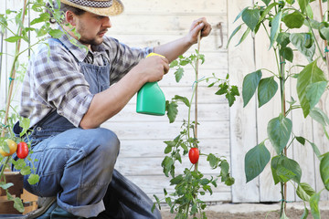 man in vegetable garden sprays pesticide on leaf of tomato plants, care of plants for growth concept
