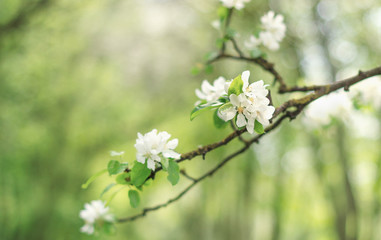 Apple blossoms in spring on on natural blurred background. Beautiful apple tree branch against the background of a garden. Elegant and beauty of spring season, copy space