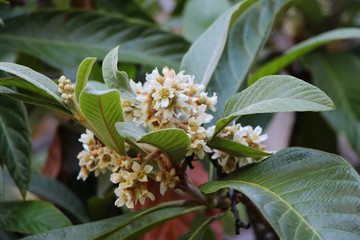 View of loquat (Eriobotrya japonica) flowers. The loquat is a large evergreen shrub or tree, grown commercially for its yellow fruit, and also cultivated as an ornamental plant.