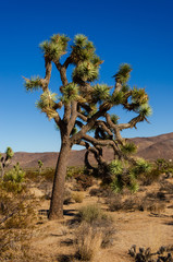 A Joshua Tree in the California desert.