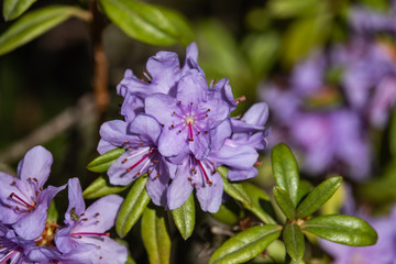 Rhododendron Flowers in Bloom in Springtime