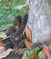 The fruits of ovoid magnolia in conoid infructescences contain reddish or orange shiny seeds.