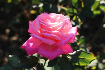 Close up view of beautiful pink rose on the bush in the ornamental garden. Romance, Love, Plants, Flowers and Landscape design concept.