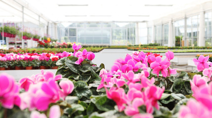 greenhouse background full of cyclamen flower plants, panoramic image with copy space