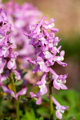 Fototapeta premium Corydalis cava early spring wild forest flowers in bloom, white violet purple flowering beautiful small plants
