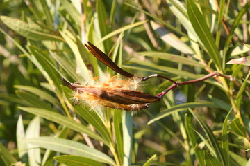seeds of the ripe fruit of the oleander
