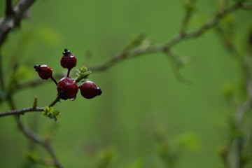 Hagebutte mit Regentropfen