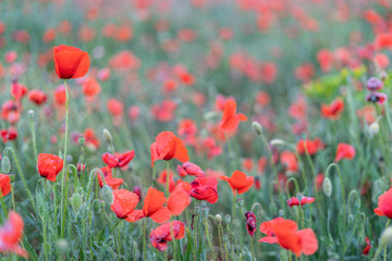 Fototapeta premium field of poppies