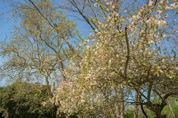 Crabapples tree flower blossom