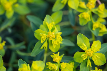 Spiny Spurge Flowers in Bloom in Springtime