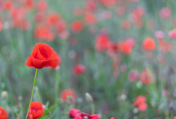 Obraz premium poppy field of poppies