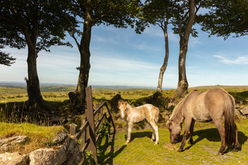 Naklejka na ściany i meble Wildpferde und Ponies in freier Landschaft im Dartmoor