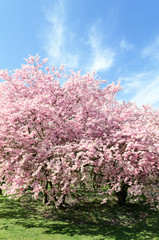 cherry blossom tree in springtime with blue sky