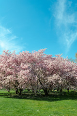 Fototapeta premium cherry blossom tree in springtime with blue sky