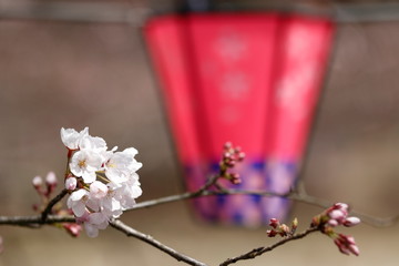 桜
