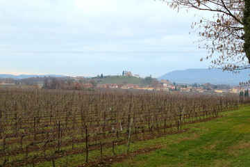 Obraz premium landscapes with vineyards