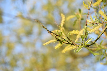 Weidenkätzchen im Sonnenschein