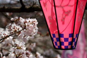 桜