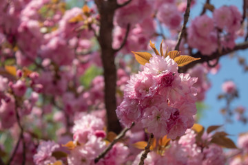 Decorative Cherry Tree Spring Blossom