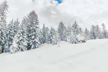 Fototapeta premium abeti imbiancati con neve fresca