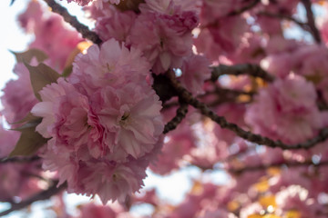 Decorative Cherry Tree Spring Blossom