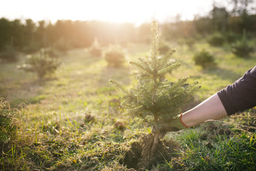 Worker plant a young tree in the garden. Small plantation for a christmas tree. Picea pungens and Abies nordmanniana. Spruce and fir. - 260063916