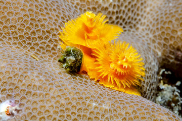 Gelbe Sch&ouml;nheit