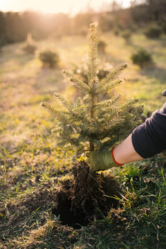 Worker plant a young tree in the garden. Small plantation for a christmas tree. Picea pungens and Abies nordmanniana. Spruce and fir.