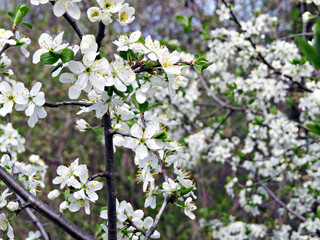 blooming apple tree in spring