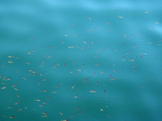 Obraz premium 海の小魚