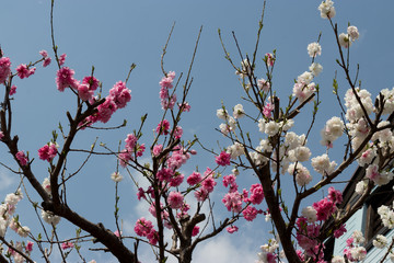 紅白の花　東京都多摩市
