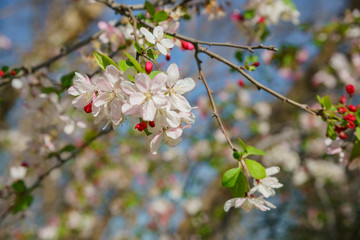 Crabapples tree flower blossom