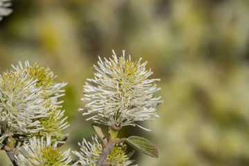 Obraz premium Witch Alder Flowers in Bloom in Springtime