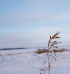 Obraz premium Christmas background with frosty pine tree with stars.