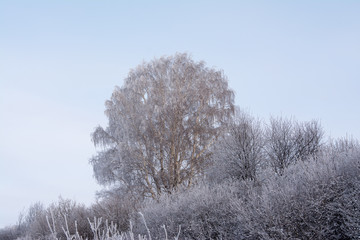 Russian winter Birch in snow