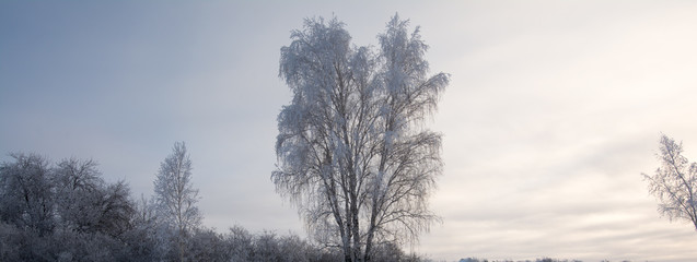 Russian winter Birch in snow