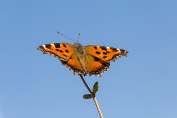 Painted Lady butterfly sitting on branch against blue sky