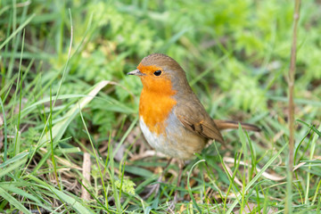 Close up Shot of a European Robin