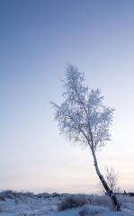 Fototapeta na wymiar Russian winter Birch in snow