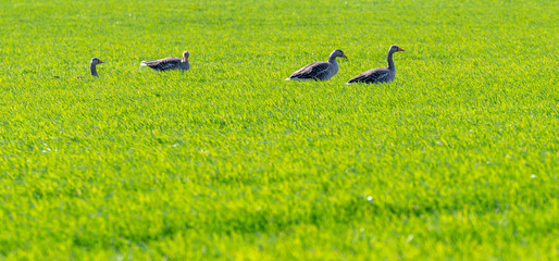 Greylag Geese Walking in Tall Grass