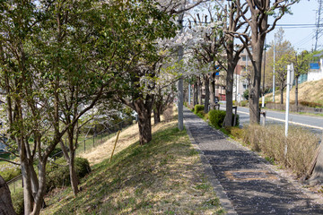 多摩市乞田川の桜並木　東京都多摩市
