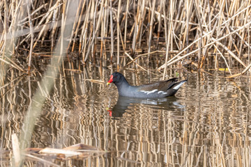 Moorhen Floating on Water near reeds