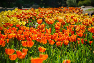 Beautiful tulips blossom in a sunny day at Descanso Garden