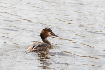 Great Crested Grebe Floating on Water